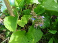 vignette Trachystemon orientalis= Borago orientalis - Bourrache du Caucase