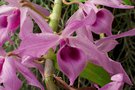 vignette Dendrobium superbum