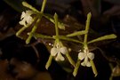 vignette Epidendrum (Guyane)