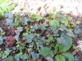 vignette Colocasia esculenta qui ressort aprs les -6C de cette  hiver.