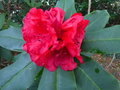 vignette Rhododendron Taurus gros plan au 01 04 17