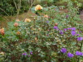 vignette Rhododendrons Blue tit et Invitation au 31 03 17