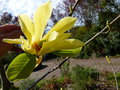 vignette Magnolia Butterflies gros plan au 28 03 17