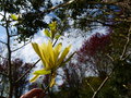 vignette Magnolia Butterflies au 28 03 17