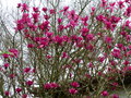 vignette Magnolia Vulcan très coloré au 13 03 017