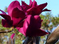 vignette Magnolia Vulcan couleur rubis au 10 03 17