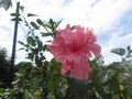 vignette Hibiscus rosa- sinensis