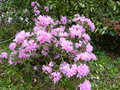 vignette Rhododendron Pubescens au 02 04 17