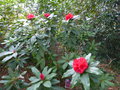 vignette Rhododendron Taurus au 02 04 17