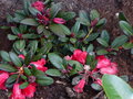 vignette Rhododendron Everred au 02 04 17
