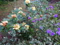 vignette Rhododendron Invitation en compagnie du Rhododendron Blue tit au 02 04 17