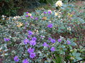 vignette Rhododendron Blue tit au 02 04 17