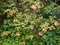 vignette Rhododendron cinnabarinum Lady Chamberlain au 02 04 17