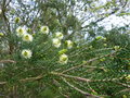 vignette Melaleuca pustulata en début de floraison au 02 04 17
