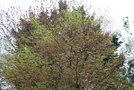 vignette Acer palmatum var. dissectum 'Seiryu'