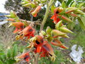 vignette Melianthus comosus et ses grappes de fleurs gros plan au 18 03 17