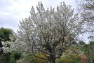 vignette Prunus avium 'Hedelfingen'
