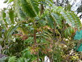 vignette Melianthus comosus boutons floraux en train de s'ouvrir au 23 02 17