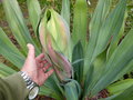 vignette Beschorneria yuccoides gros plan du coeur et évolution du bouton floral au 31 03 17