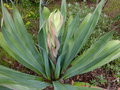 vignette Beschorneria yuccoides immense bouton floral en forte progression au 02 04 17