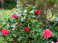 vignette Camellia japonica Mark Alan au 21 03  17