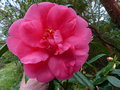 vignette Camellia japonica Drama girl aux très grosses fleurs au 02 04 17