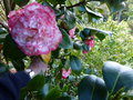 vignette Camellia japonica Margaret Davis autre gros plan ao 29 03 17