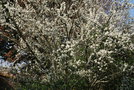 vignette Prunus domestica ssp. syriaca 'Mirabelle de Nancy'