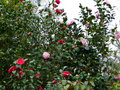 vignette Camellia japonica Coquettii en compagnie des Camellia japonica Margaret Davis et Kramer suprême au 20 03 17