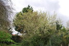 vignette Prunus domestica ssp. syriaca 'Mirabelle de Nancy'