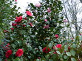 vignette Camellia japonica Coquettii au 21 03 17