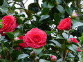 vignette Camellia japonica Coquettii  magnifique au 13 03 17