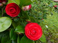 vignette Camellia japonica Margherita Coleoni au 09 03 17