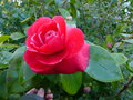 vignette Camellia japonica Margherita Coleoni gros plan au 28 02 17