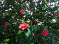 vignette Camellia Dr Cliffords park magnifiques très grandes fleurs au 28 03 17