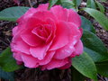 vignette Camellia reticulata K.O.Hester gros plsn au 03 03 17