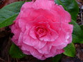 vignette Camellia reticulata K.O.Hester gros plan au 05 03 17