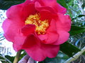 vignette Camellia reticulata Captain Rawwes gros plan au 14 03 17