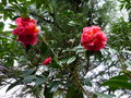 vignette Camellia reticulata Captain Rawwes gros plan au 19 03 17