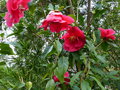vignette Camellia reticulata Agnes de Lestaridec gros plan au 31 03 17