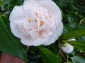 vignette Camellia japonica Mrs.D.W.Davies gros plan au 19 03 17