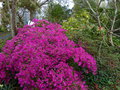 vignette Azalea japonica à petites fleurs mauves immense au 31 03 17