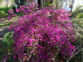vignette Azalea japonica à petites fleurs mauves immense au 29 03 17