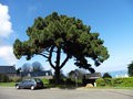 vignette Pinus radiata - Pin de Californie