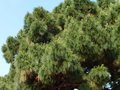 vignette Pinus radiata - Pin de Californie