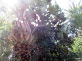 vignette arbuste poussant sur un palmier