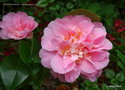vignette Camélia ' KING'S RANSOM ' camellia japonica