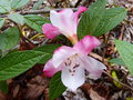 vignette Rhododendron edgeworthii parfumé au 04 04 17