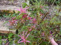 vignette Rhododendron macrosepalum linearifolium au 04 04 17