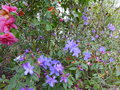vignette Rhododendron Saint Tudy au 04 04 17